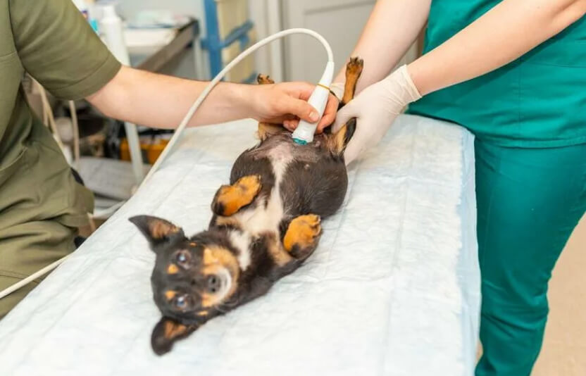 Фото собаки на УЗИ — ветеринар держит датчик на животе, на мониторе видно брюшную полость